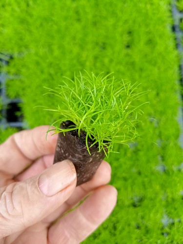 Irish moss 2cm plug - moss,