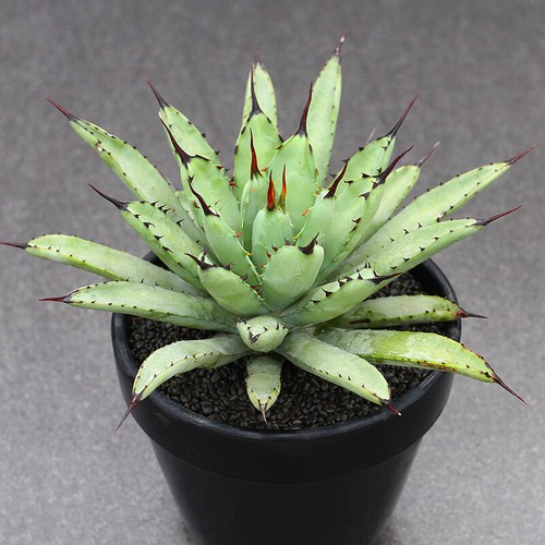 12cm succulent agave plant - 12cm,
