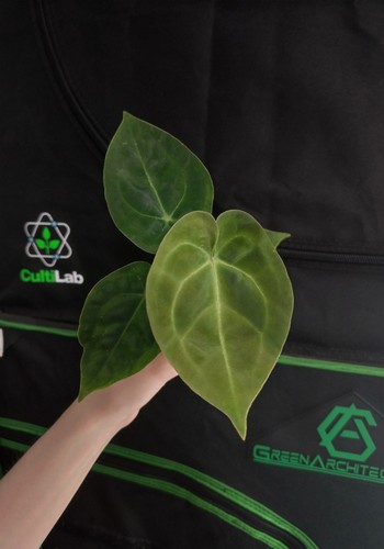 Anthurium forgetii - , x