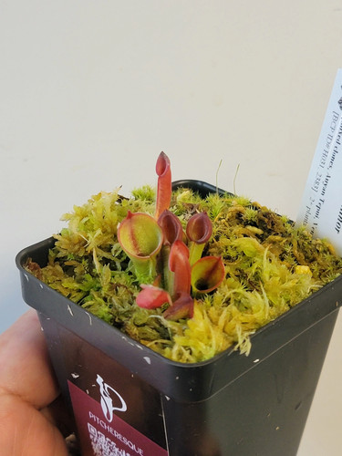 Heliamphora minor bcp - minor,