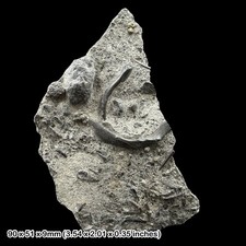 Rare Pachystropheus Fossil