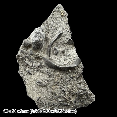 Rare pachystropheus fossil - pachystropheus,