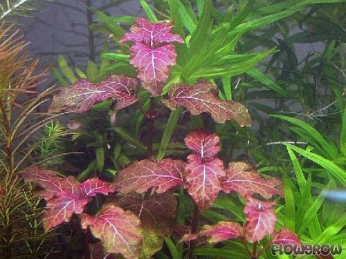 Bundle live aquarium - live,