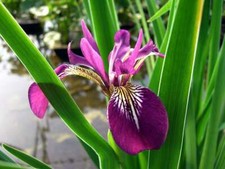 Marginal plants - plants, 2