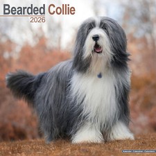 Bearded Collie 2026 Calendar |