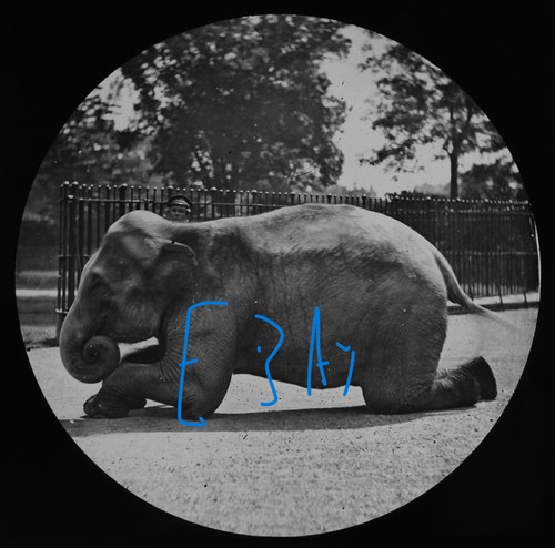 Indian elephant kneeling - elephant,