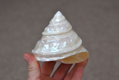 Astraea undosa - astraea, (megastraea)