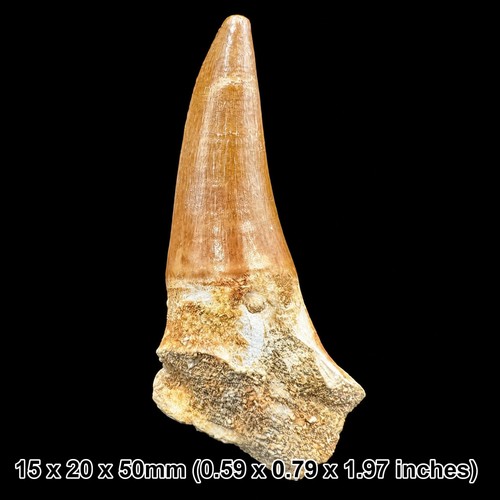 Mosasaur tooth fossil - mosasaur,