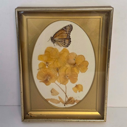 Vintage butterfly taxidermy - vintage,
