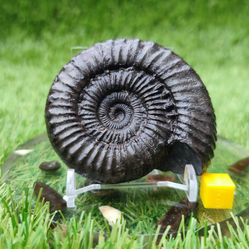 Peronoceras subarmatum