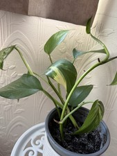 Devil Levi ,Indian money Plant,without Ceramics Pot