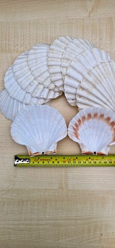 Pack natural scallop - of,