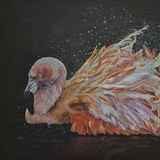 Flamingo Limited Edition Fine