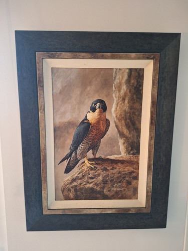 Andrew ellis peregrine falcon - andrew,