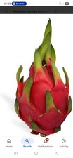 DRAGON RED  FRUIT MEDIUM PLANT