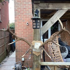 Stag Antlers On Hardwood Shield. 75cm Wide, 65cm Tall Ant9