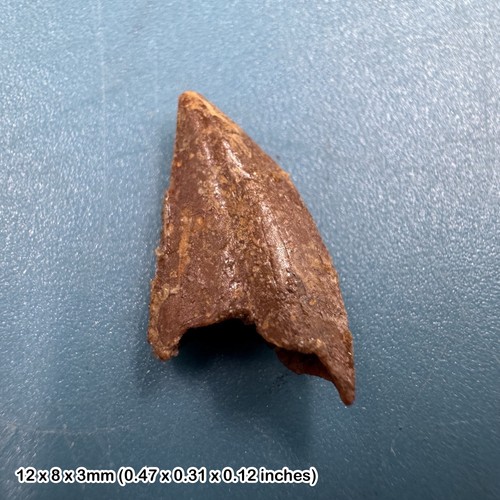 Genuine raptor dinosaur tooth