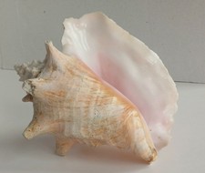 Queen Conch Sea Shell Vintage Large Pink Tone, Aquarium and Bathroom Decor