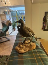 Taxidermy Moorhen mounted on