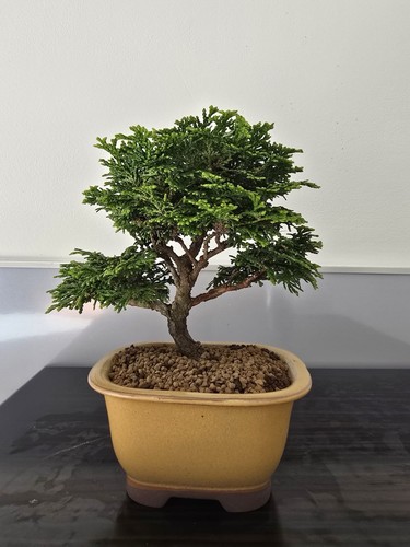 Gorgeous little mame hinoki - gorgeous,