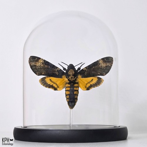 Death head hawk moth glass - moth,