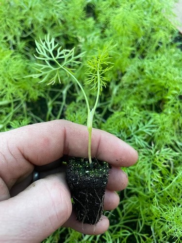 Fennel herb plug plants - plug, "grow