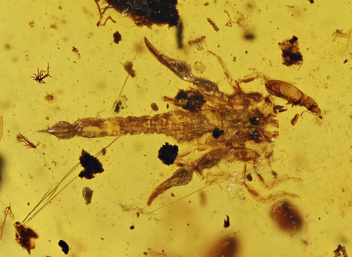 Amazing scorpion attacking - amazing!,