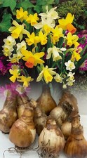 1-1000 MIXED MINIATURE DAFFODIL/NARCISSUS BULBS SPECIAL MIXTURE DWARF PERENNIAL