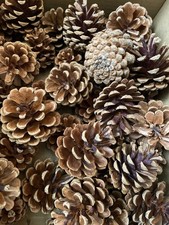 5-6cm Pine Cones for Arts and
