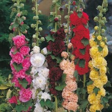 6 Hollyhock Chaters Double