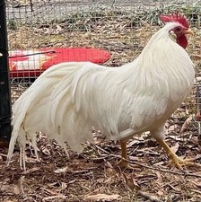 Set of 6 - Bantam White