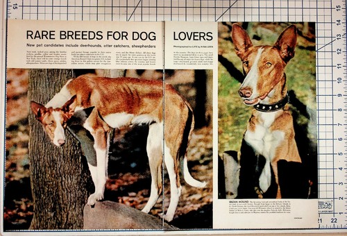 Vintage life magazine article - vintage,