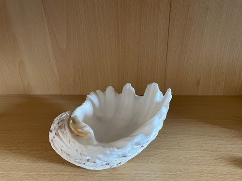 Large sea shell - large,