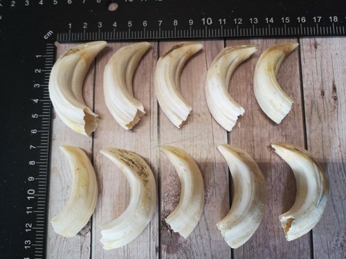 Top real wild - boar, teeth