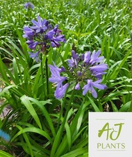 Agapanthus Ever Sapphire -