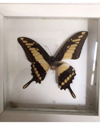 King swallowtail real - king,