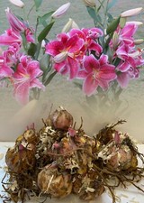 12 STARGAZER ORIENTAL LILY BULBS SIZE GRADE1 RED/WHITE FRAGRANT GARDEN PERENNIAL