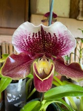 Paphiopedilum Complex