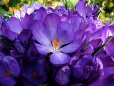 50 x Large Flowering BLUE CROCUS - FLOWER RECORD Spring Garden BULBS