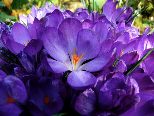 Large flowering blue - 20,