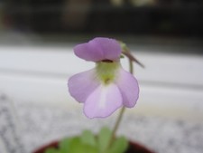 2 x Pinguicula esseriana