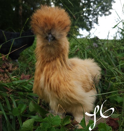 Purebred silkie mix color - purebred,
