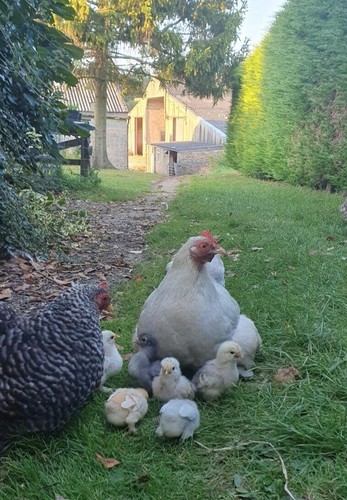 Mixed pekin bantam chicken - 6,