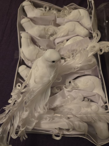 White doves birds - white, doves/birds