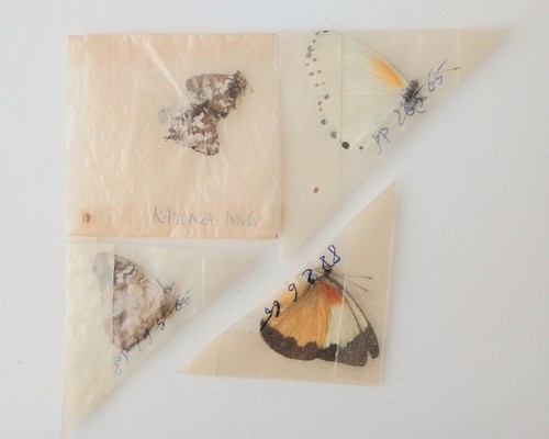 Butterflies x5 papered - m/fm,