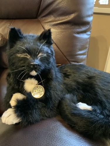 Trim the cartographer - cartographer's, cat