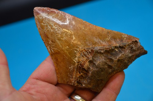 Beautiful megalodon shark - beautiful, 4.7"