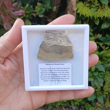 Dinosaur Sauropod Bone slice
