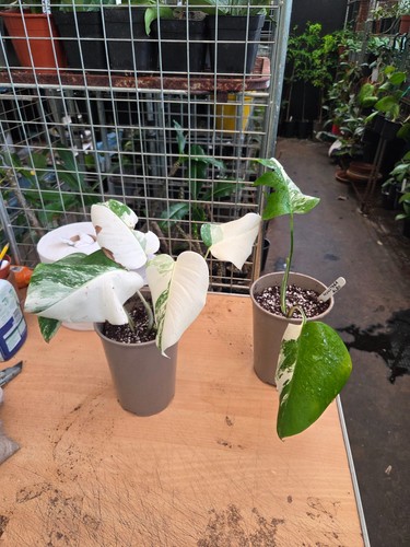 Monstera delciosa albo - monstera,