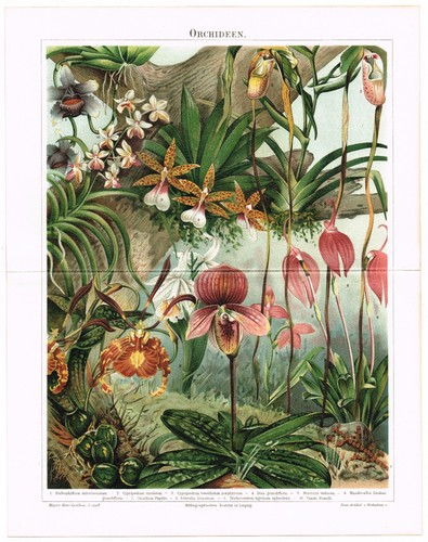 Orchids 1898 antique vintage - orchids,